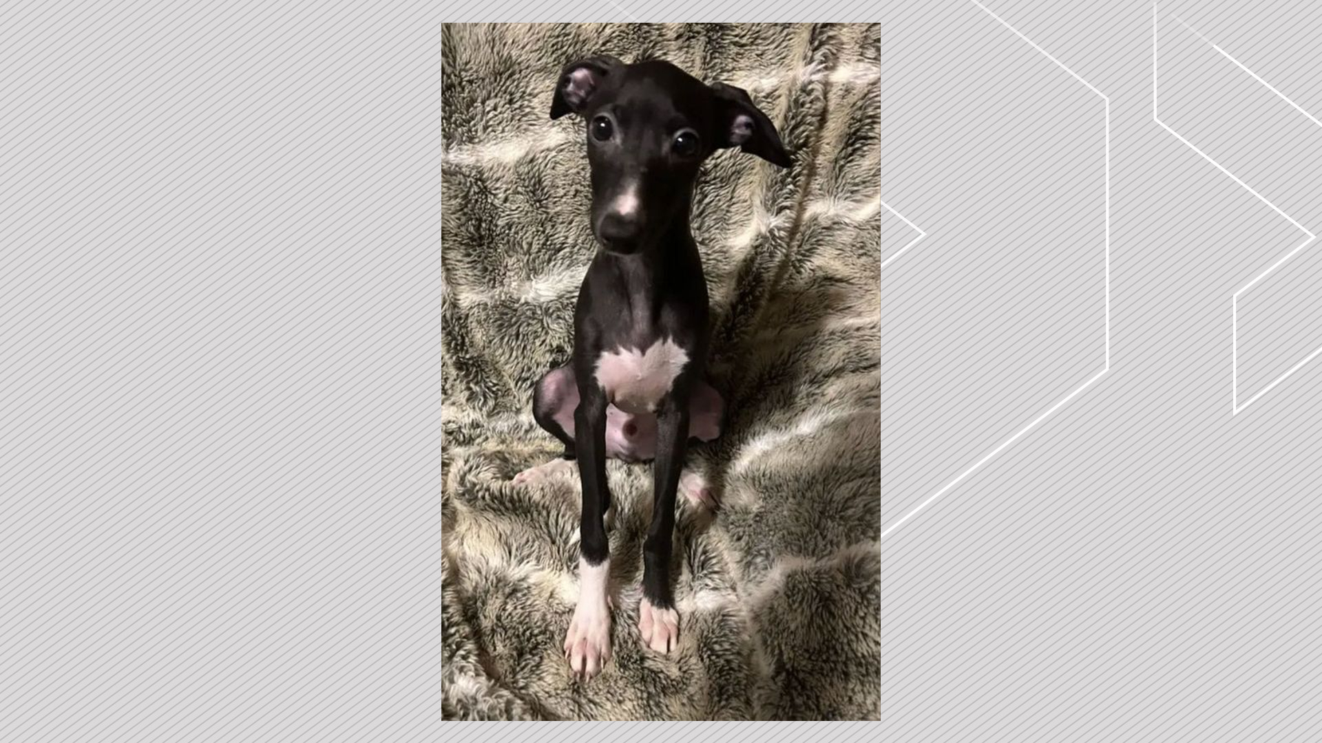 Мистериозният случай на изчезнало кученце кара защитниците на животните да