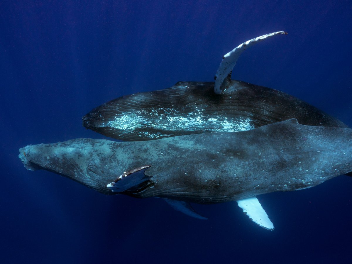 Two humpback whales laying on top of one another.