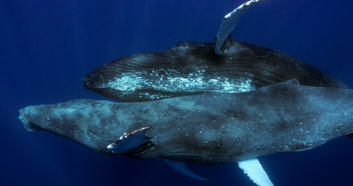 Секс с гърбат кит, уловен за първи път — и беше между 2 мъжки
