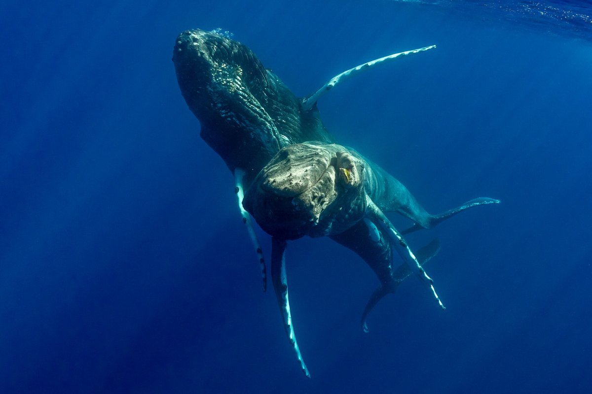 Humpback Whale Sex Captured For 1st Time — And It Was Between 2 Males