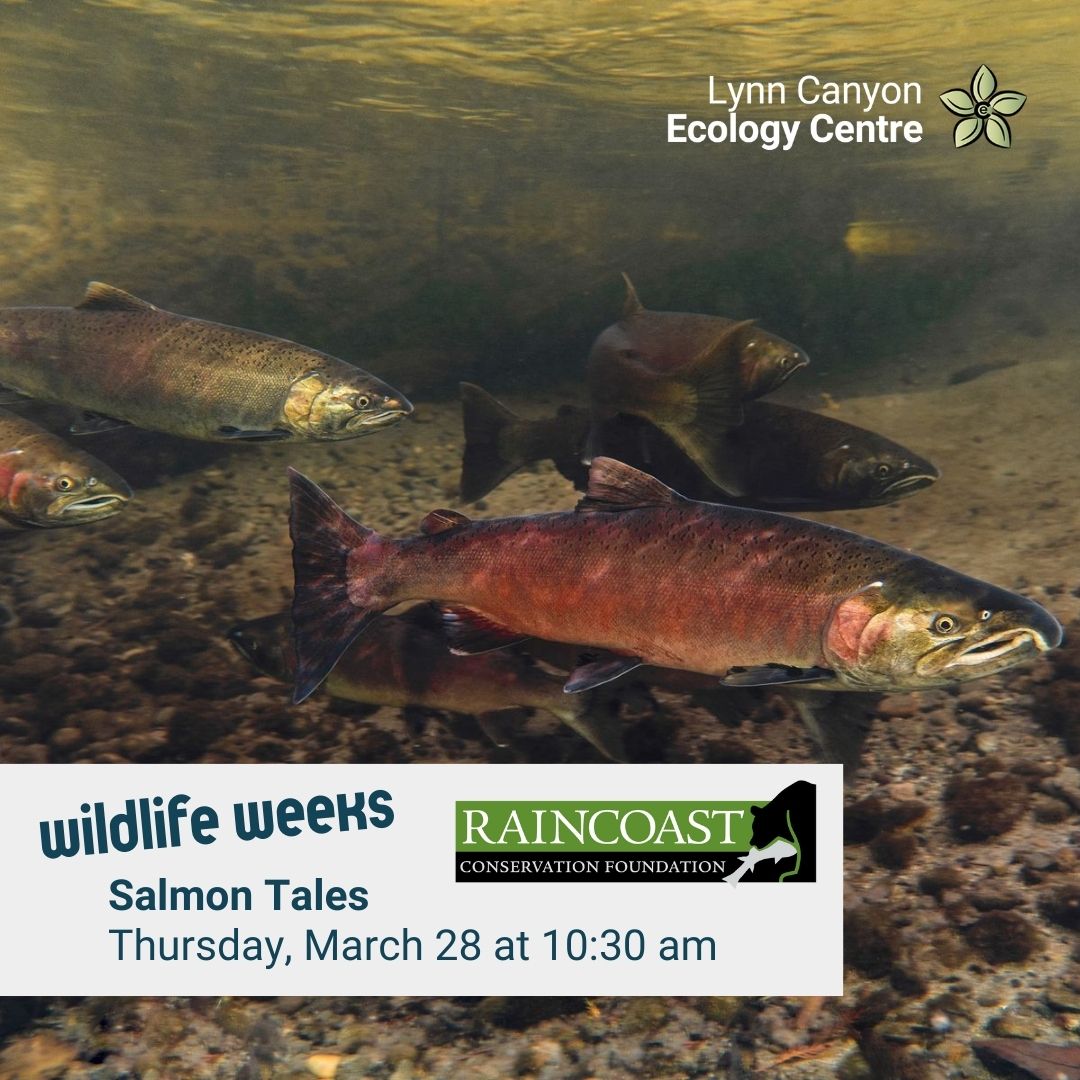 Salmon Tales – Wildlife Weeks at the Ecology Centre - image