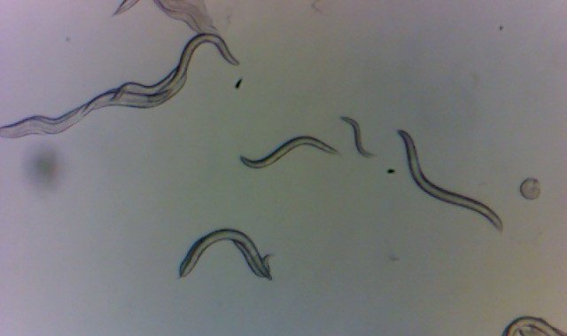 Определен вид червей който изследователите събраха около мястото на разтопената
