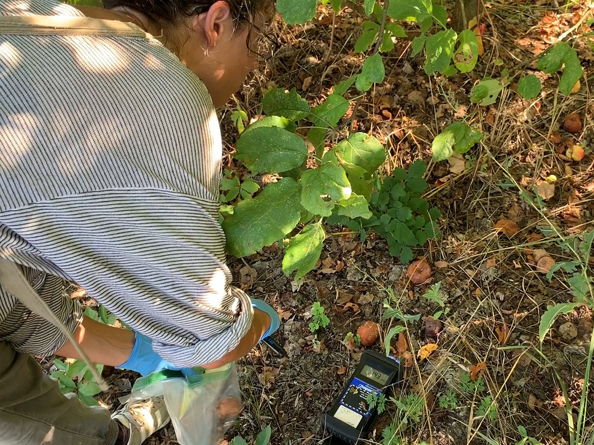 Postdoctoral associate Sophia Tintori measures the radiation at a site in the Chernobyl Exclusion Zone where researchers gathered worms from organic matter including rotting fruit.