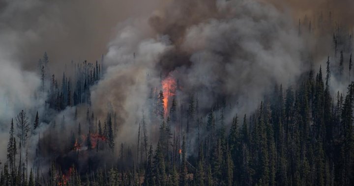 Решенията за борба с горски пожари и управление на горите