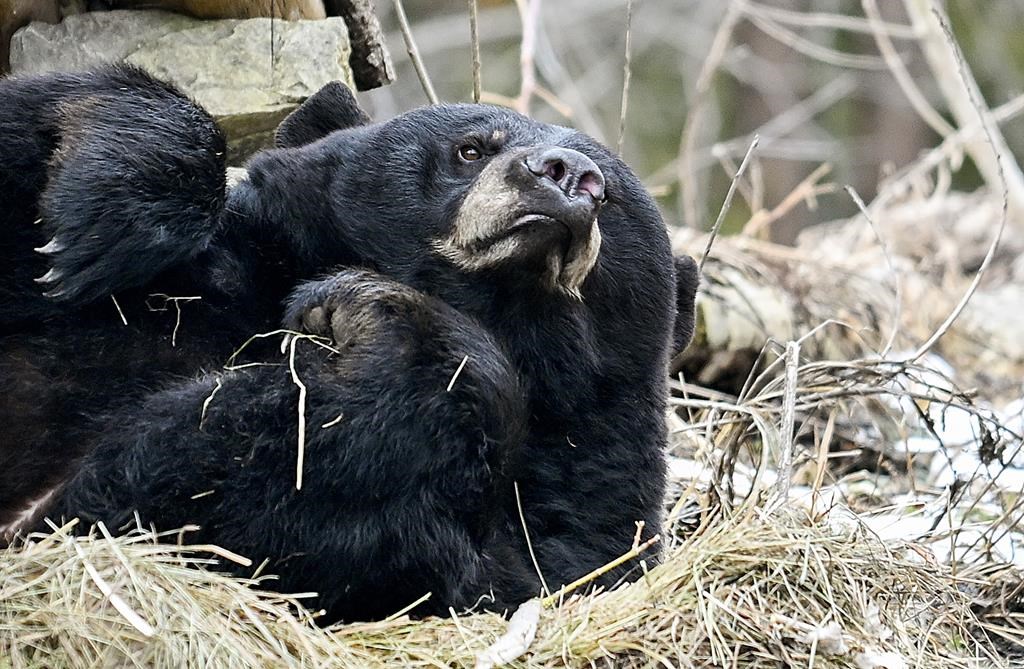 Genie, a thirteen year old American Black bear looks up from a nap at the Zoo Eco Museum west of Montreal, Sunday, March 3, 2023. She came out of hibernation on March 1. 