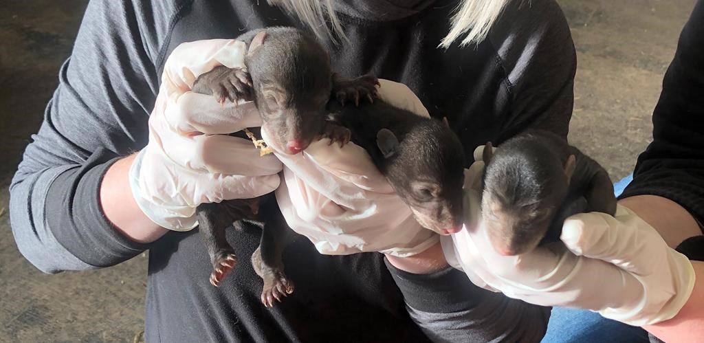 Marineland е признат за виновен съгласно законите за жестокост към