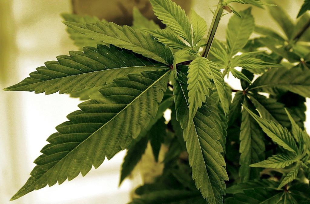 Manitoba government plans to lift ban on homegrown recreational cannabis - image