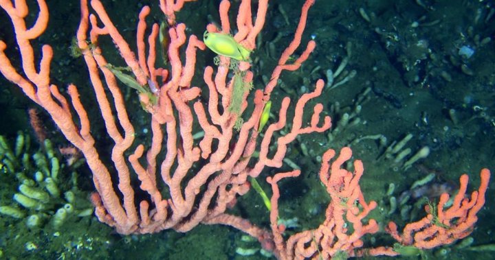 Федералното правителство затваря редки B.C. коралов риф за риболов