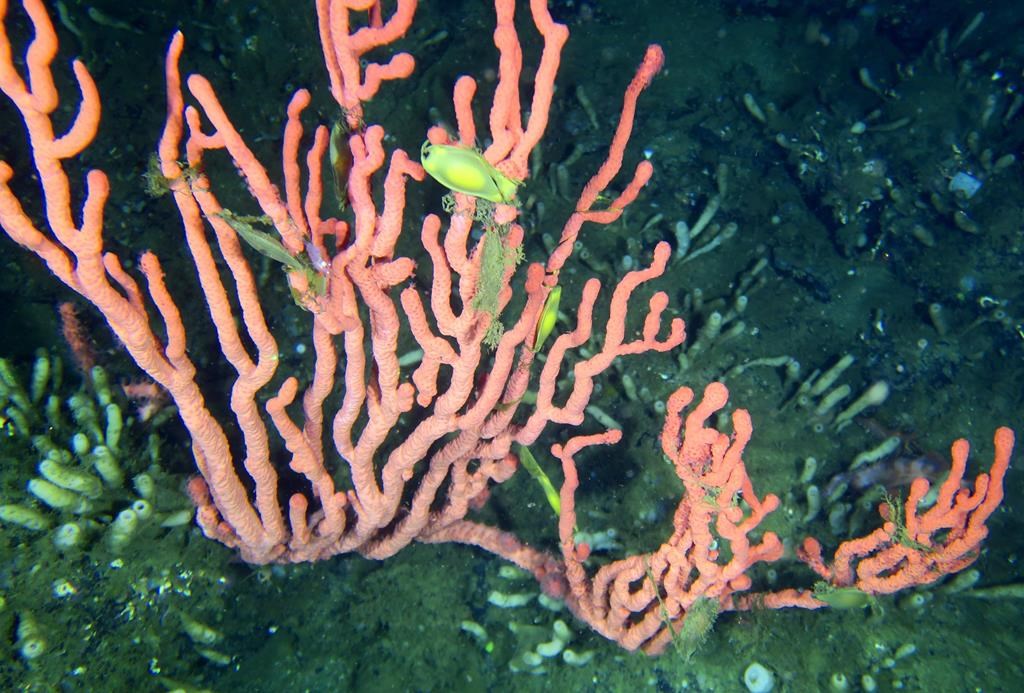 Fish swim amidst pink coral in the Lophelia Reef, located in the Finlayson Channel of the British Columbia coast, about 500 kilometres northwest of Vancouver, in an undated handout photo. THE CANADIAN PRESS/HO-Fisheries and Oceans Canada, *MANDATORY CREDIT*.