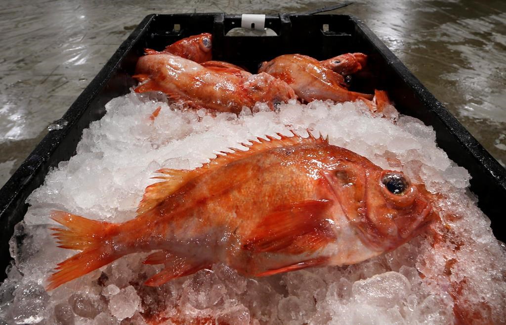 The federal Fisheries Department says it is still looking for feedback on management measures from those involved in the reopening this spring of the redfish fishery in the Gulf of St. Lawrence. Redfish are displayed at the Portland Fish Exchange in Portland, Maine on Jan.7, 2016.THE CANADIAN PRESS/AP-Robert F. Bukaty.