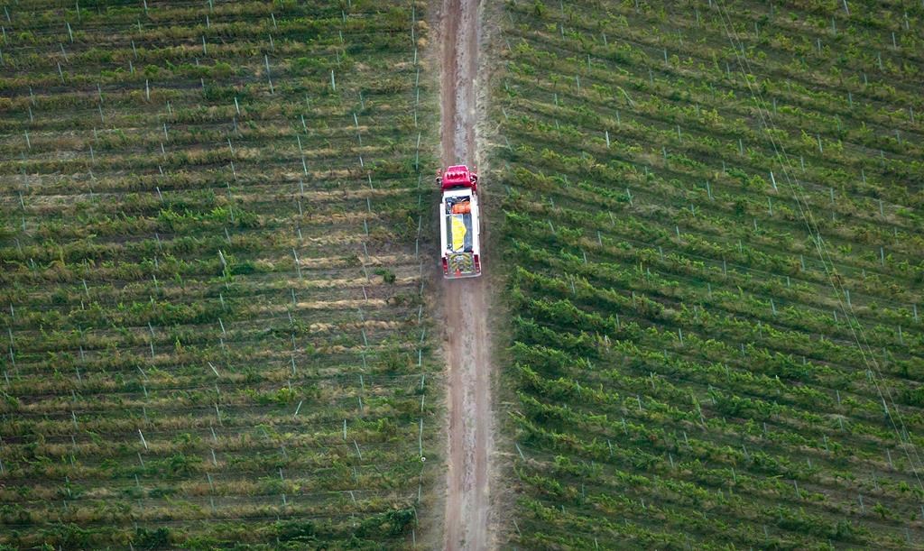 Още пр н е фермерите ще получат финансова подкрепа за презасаждане на