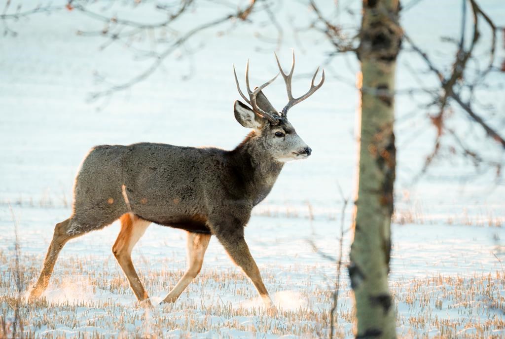 B.C. to harvest 25 deer, will test for spread of fatal chronic wasting disease