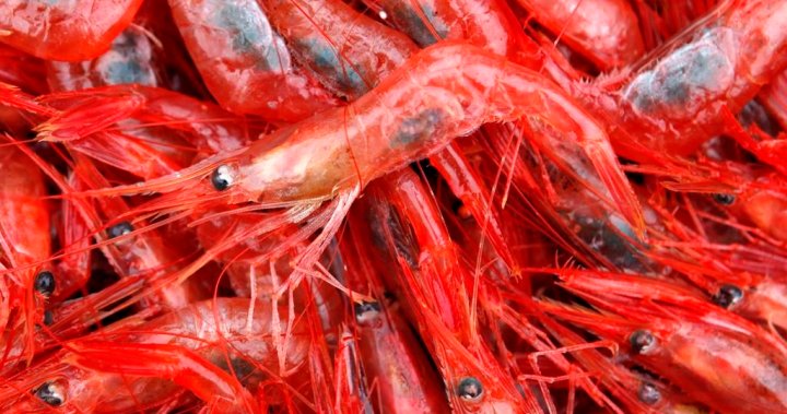 „Повече от тревога“: Риболовът на скариди в Квебек е изправен пред изменението на климата, тежката икономика