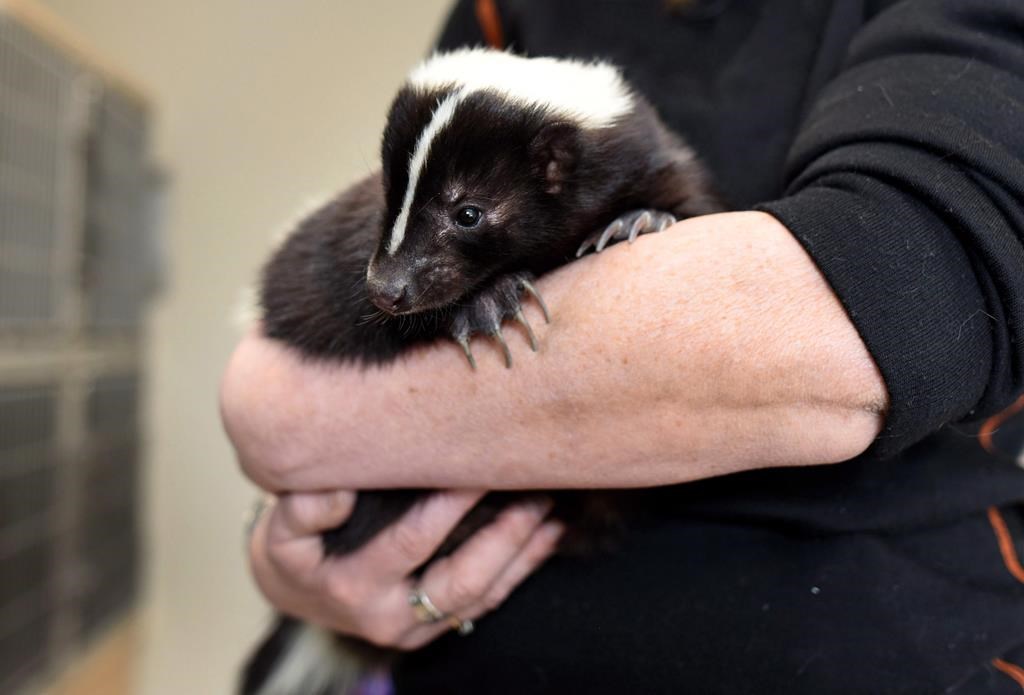 Alberta city hires trapper for free skunk removal