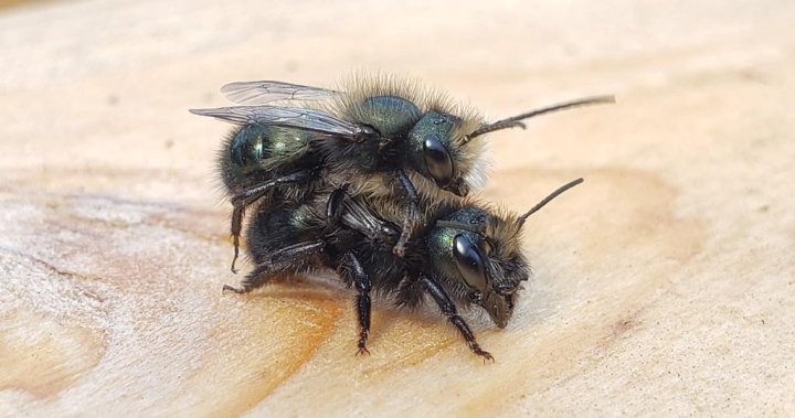 Вземете назаем пчелно семейство? Библиотеката на Западен Ванкувър заема опрашители