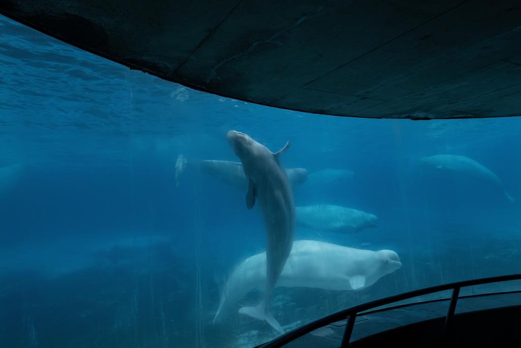 2 more belugas dead at Marineland, bringing total whale deaths to 17 since 2019