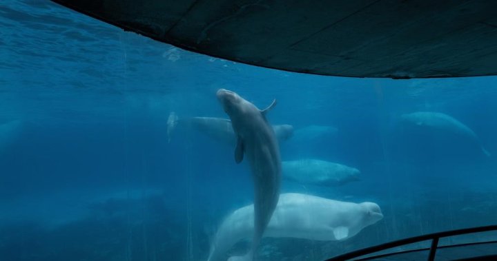 Още 2 белуги са умрели в Marineland, с което общият брой на смъртните случаи на кита става 17 от 2019 г.