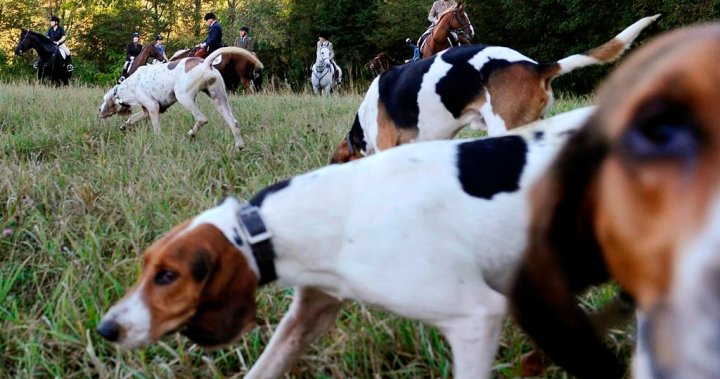 Групи за защита на правата на животните искат преразглеждане на новия закон за ловните кучета в Онтарио