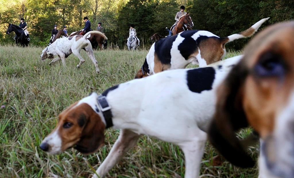 Two animal rights organizations have requested a review of a new Ontario law that expands a licensing regime that allows dogs to track down captive coyotes, foxes and rabbits in massive fenced-in pens. Riders and hunting dogs assemble for a hunt in Bridgewater, Conn. in an Oct.8, 2014 file photo.THE CANADIAN PRESS/AP/Jessica Hill.