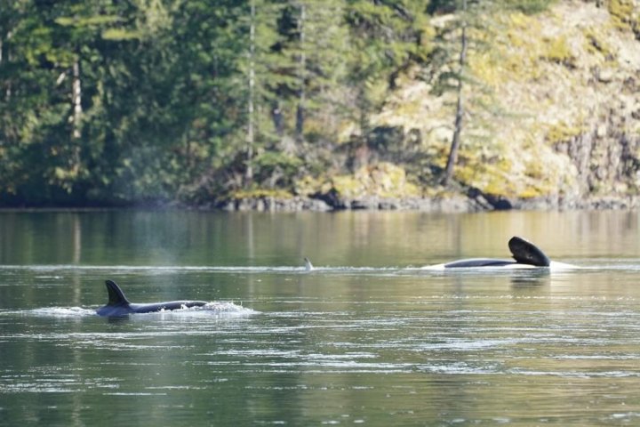 ‘It’s day-to-day’: Efforts continue to save orphaned orca calf off Vancouver Island