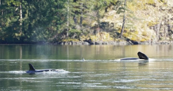 Спасителите работещи за спасяването на осиротяло теле от кит заседнало