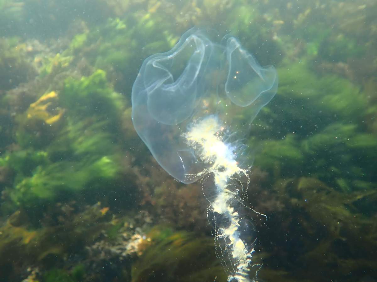 The siphonophorae was seen in the waters off Vancouver Island.