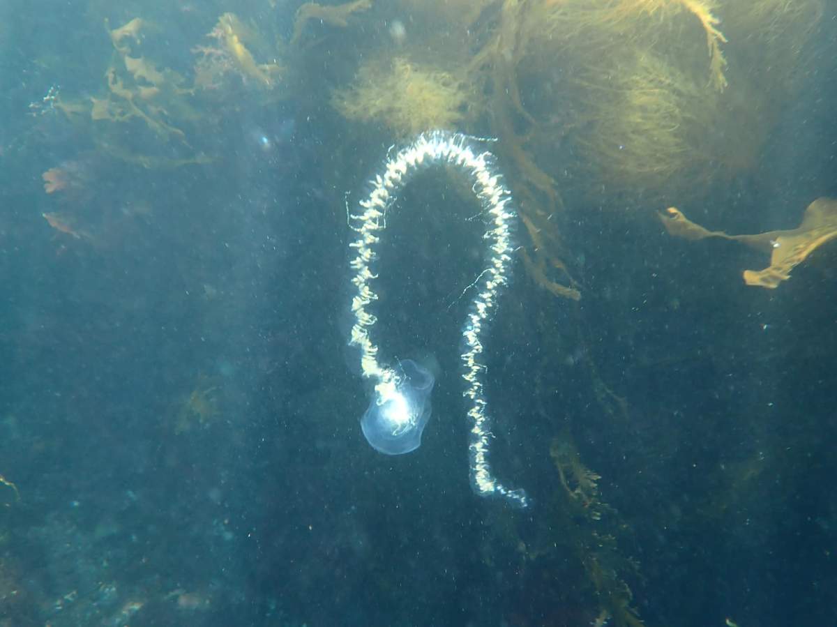 The siphonophorae was seen in the waters off Vancouver Island.