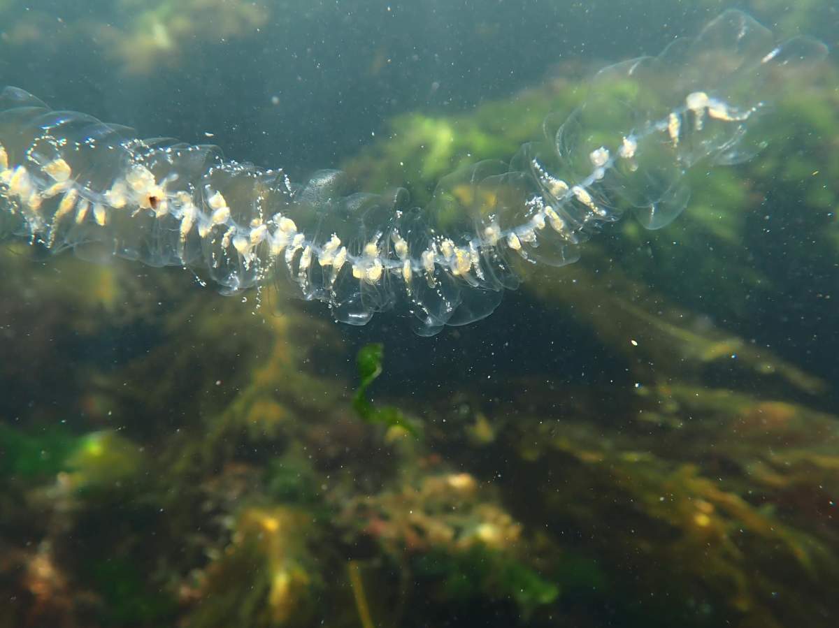 The siphonophorae was seen in the waters off Vancouver Island.