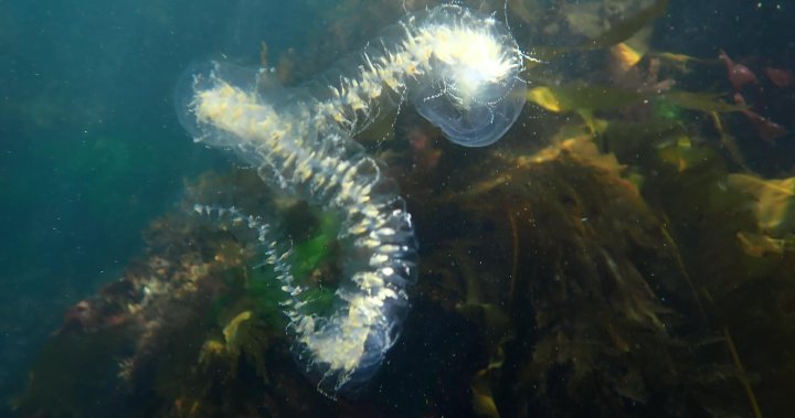 ‘Wonders of the ocean’: Mysterious sea creature spotted in B.C. coastal waters