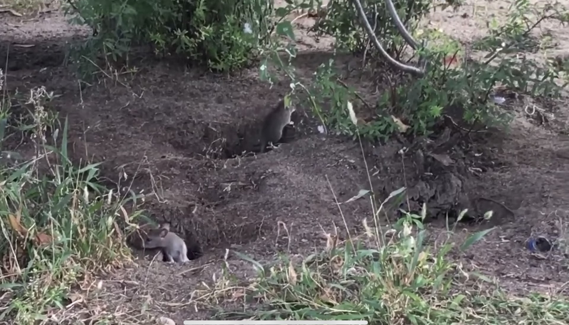 Плъховете се превърнаха в голям проблем за хората в квартал