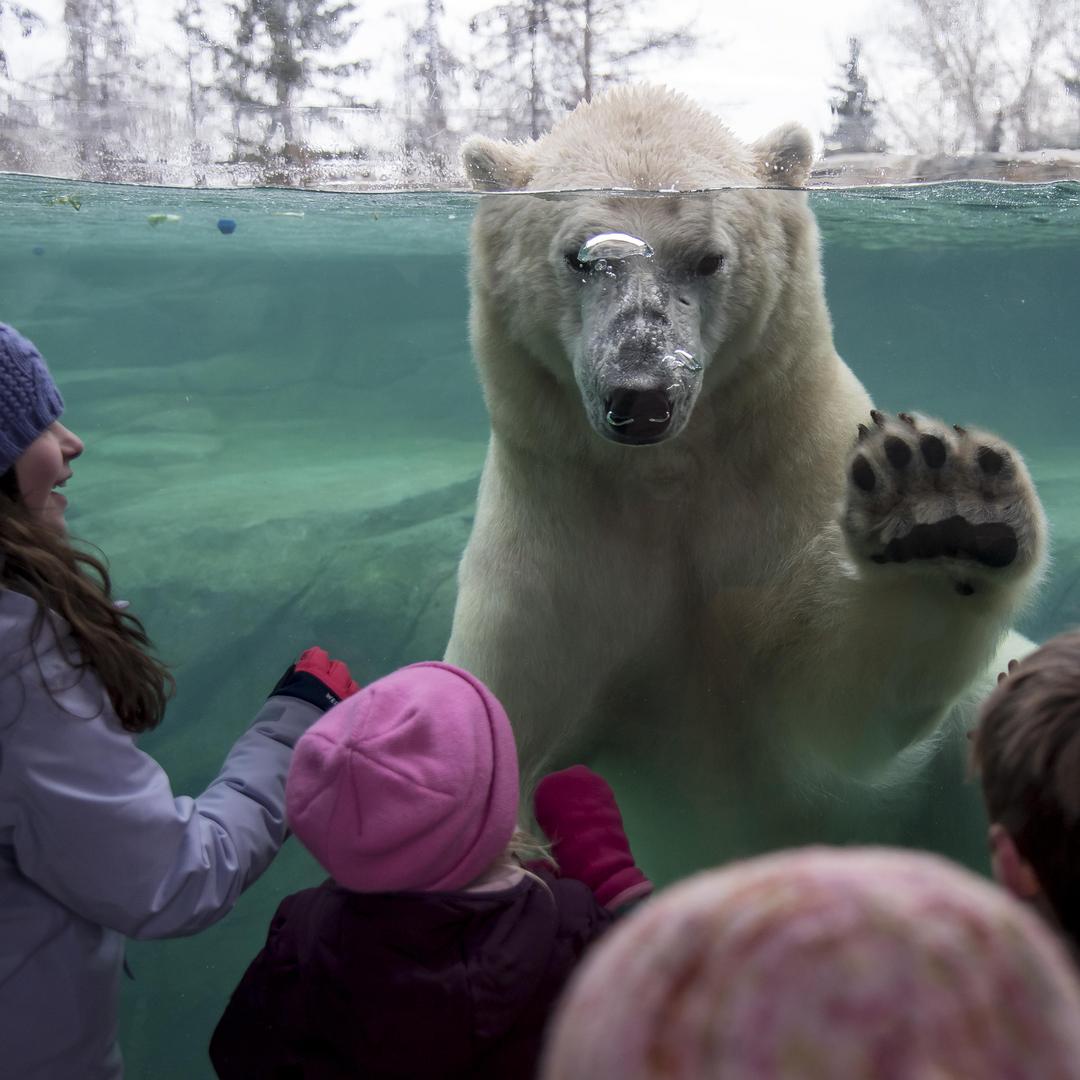 Polar Bear Breakfast at the Calgary Zoo - image