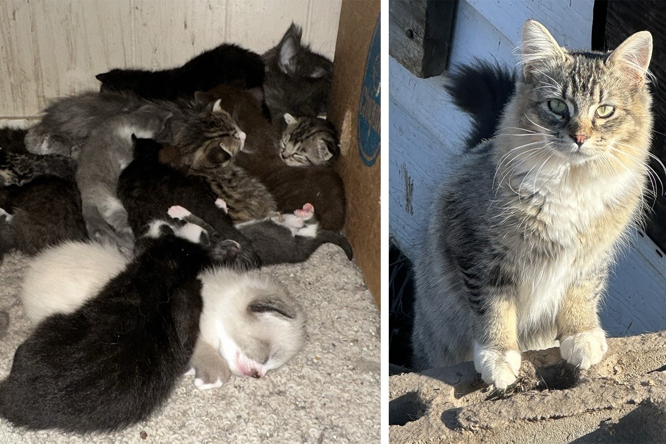 BC SPCA казва че се подготвя за масивен прием на