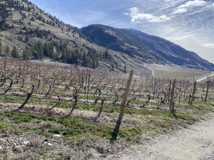 Rows of grapevines at a B.C. vineyard