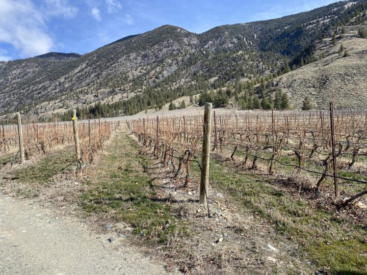 Винарската индустрия във вътрешността на Британска Колумбия се разтърсва от