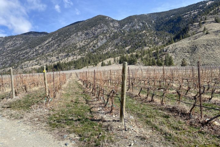 Винарската индустрия на Британска Колумбия очаква катастрофални загуби на реколта