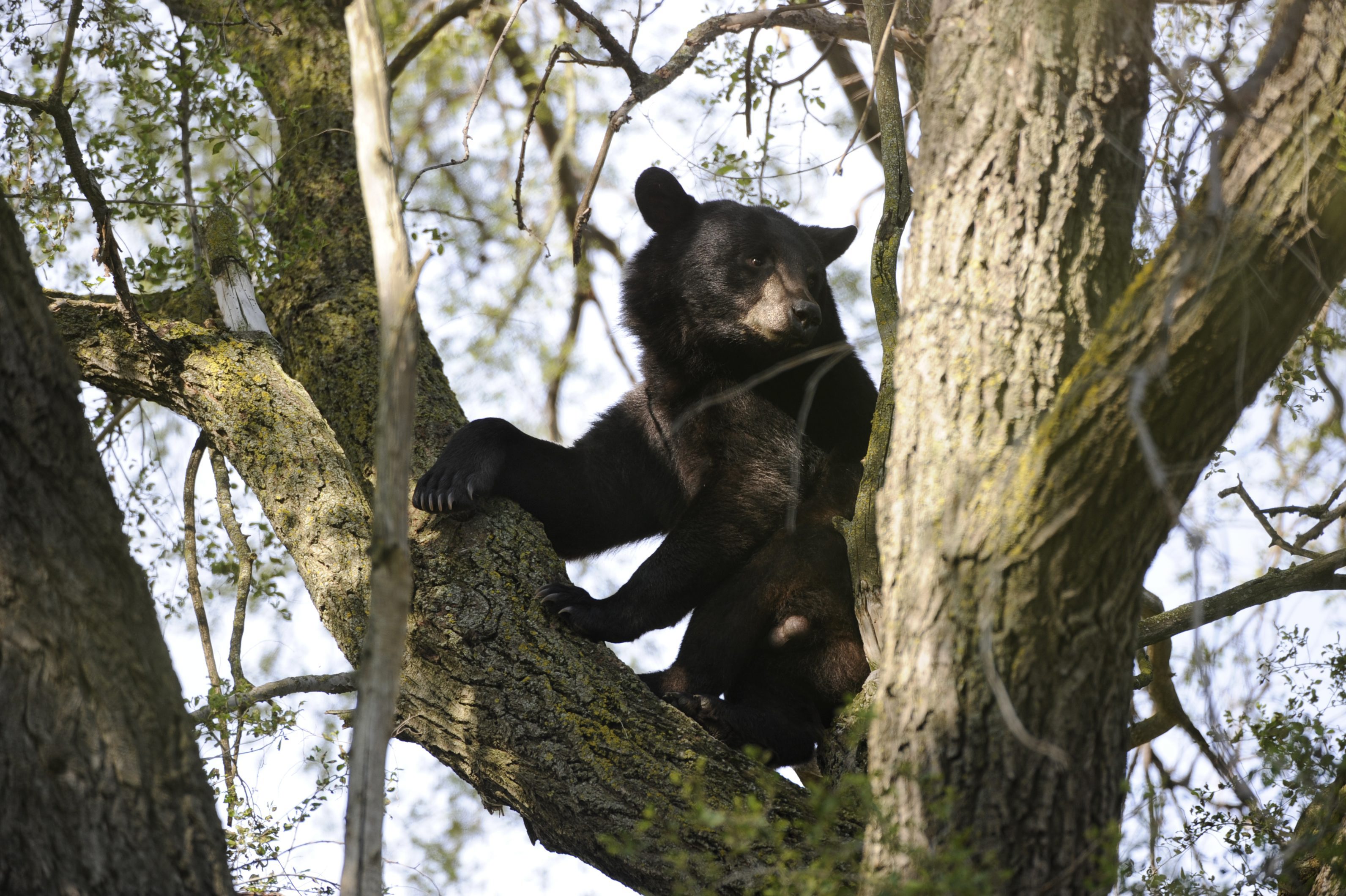 After ‘wild’ winter, Ontario’s black bears are already waking up from hibernation