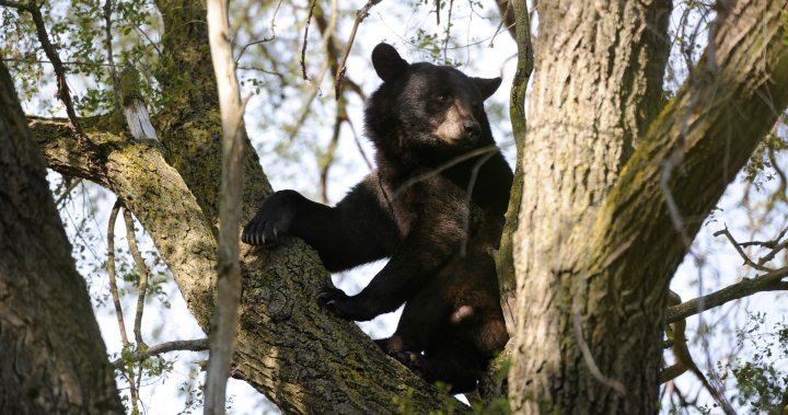 Черните мечки на Онтарио вече се събуждат. Ето как да им помогнете в топла зима