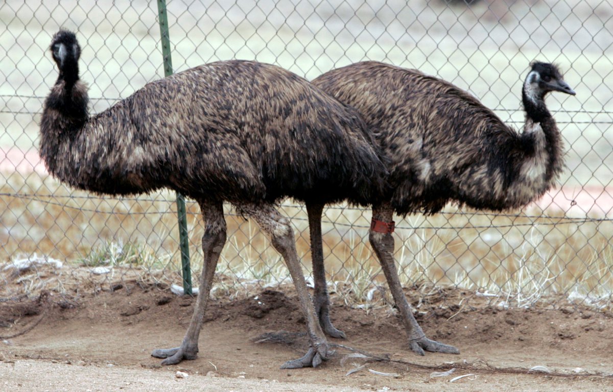 Two emus standing against a fence.