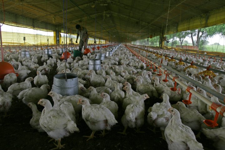 Deadly bird flu strain spreads in South America. What’s the risk to humans?
