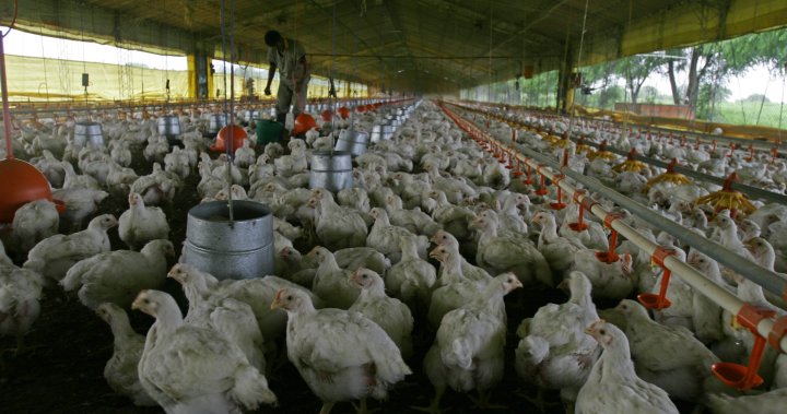 Смъртоносният вирус на птичи грип H5N1 се е разпространил по агресивно