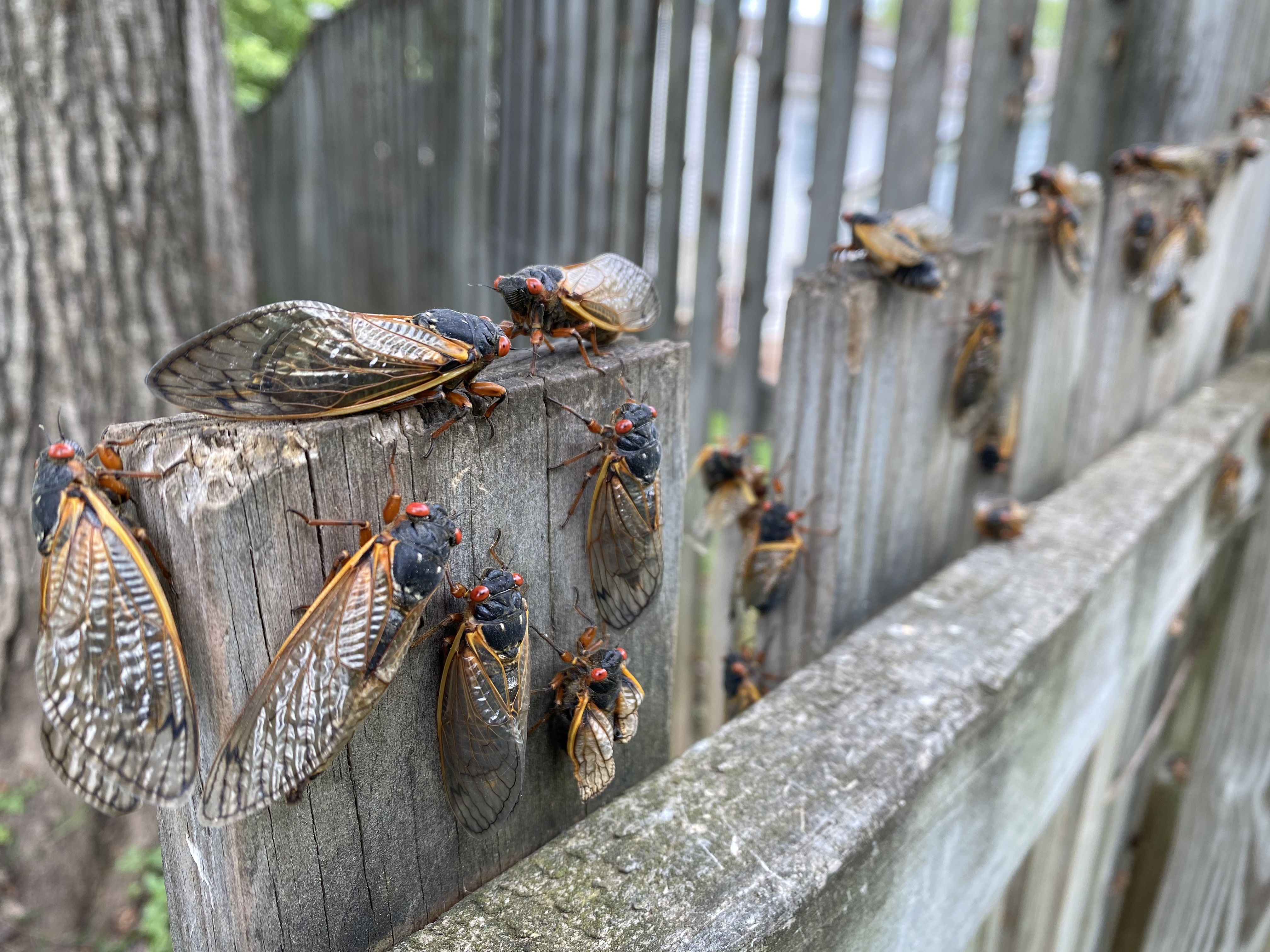 Billions Of Cicadas Emerging Amid Rare Double Brood. Will Canadians Get ...