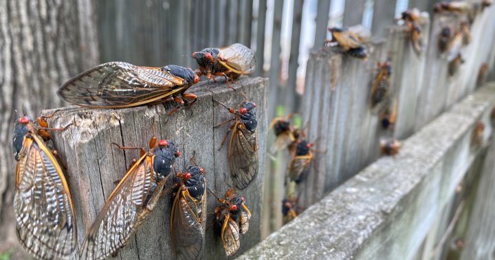 Милиарди цикади, изникващи сред рядко двойно размножаване. Ще успеят ли канадците да видят?