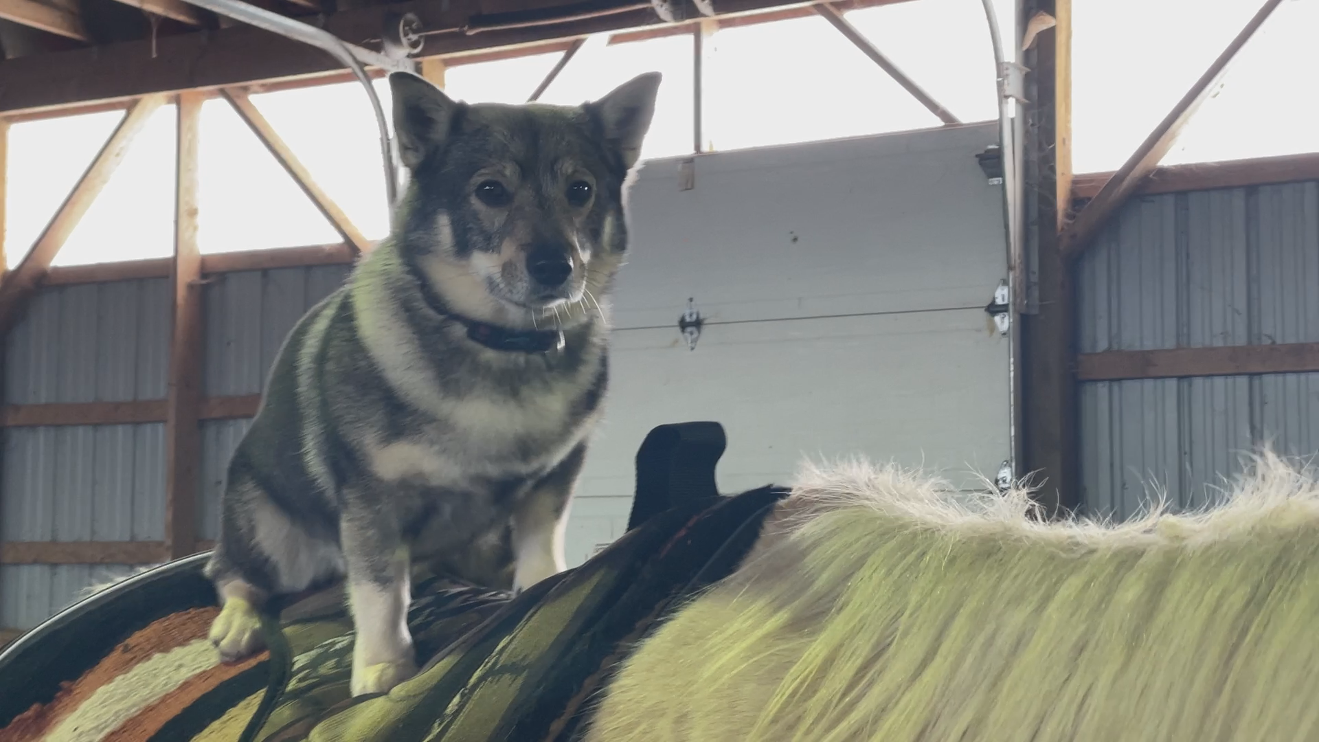 N.B.’s horseback riding, cowboy farm dog heads to prestigious Westminster dog show