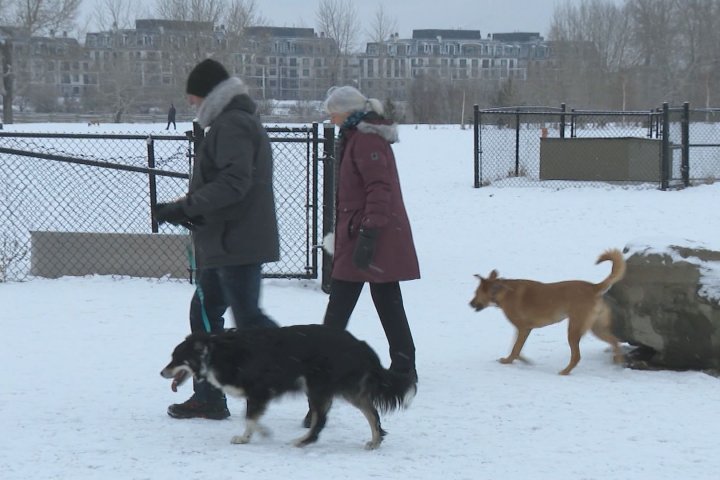 Cost of dog ownership up 23% since 2021: HelloSafe Canada