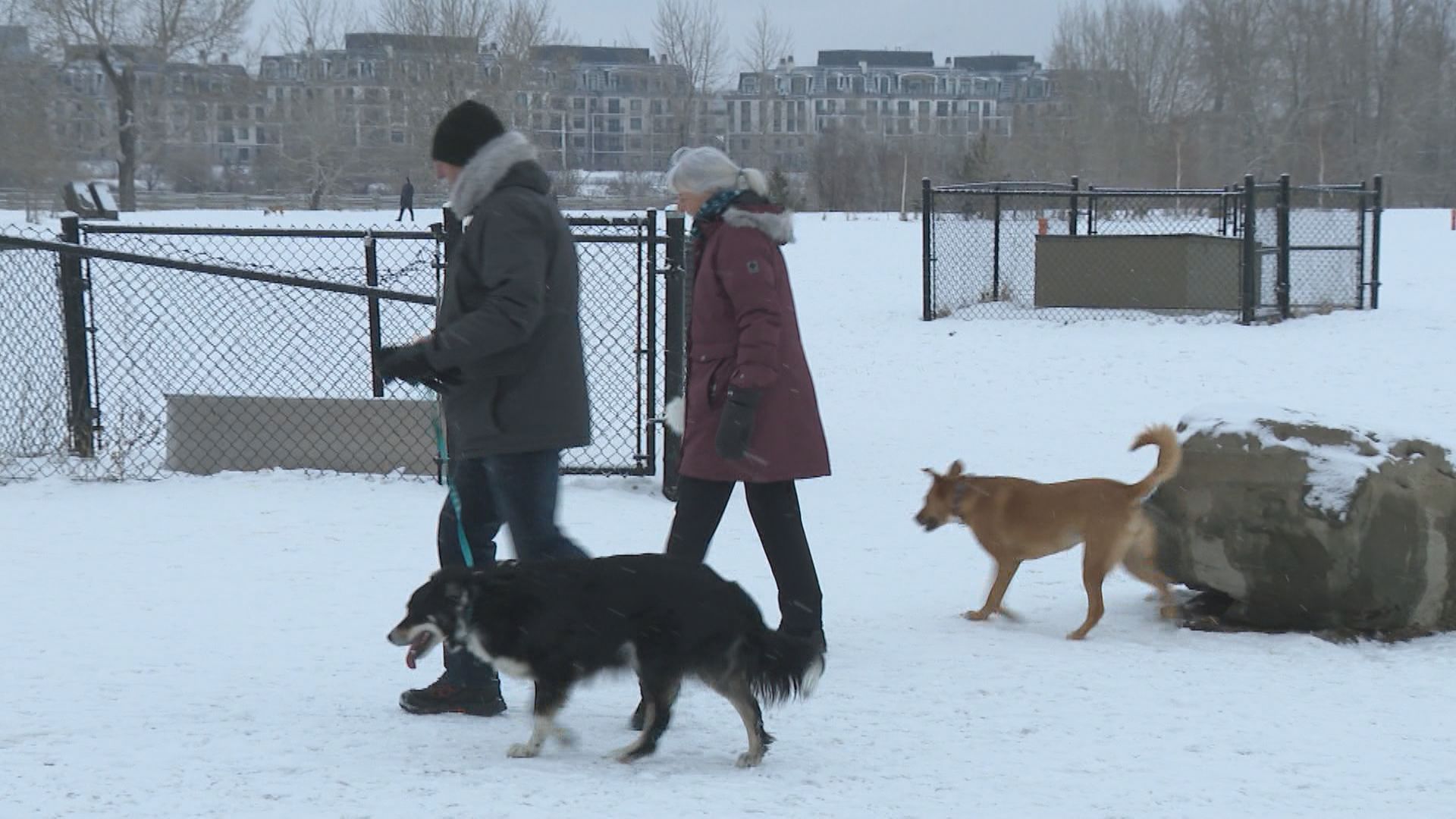 Cost of dog ownership up 23% since 2021: HelloSafe Canada