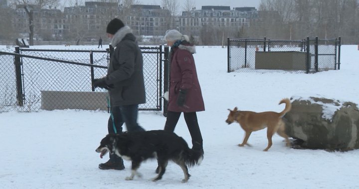 Разходите за притежание на кучета са се увеличили с 23% от 2021 г.: HelloSafe Canada
