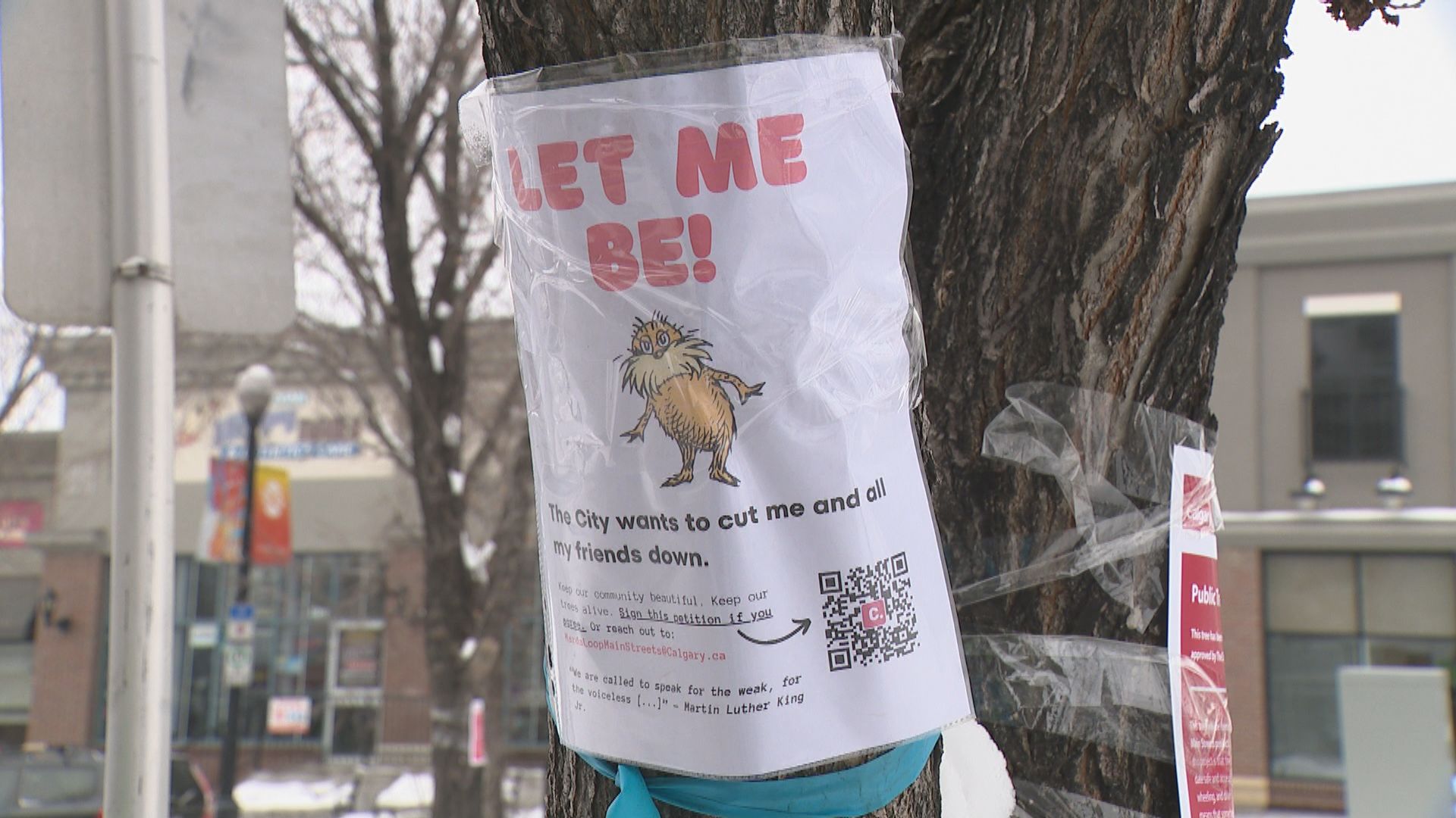 Джулия Сокулски стартира петиция за спиране на премахването на дървета