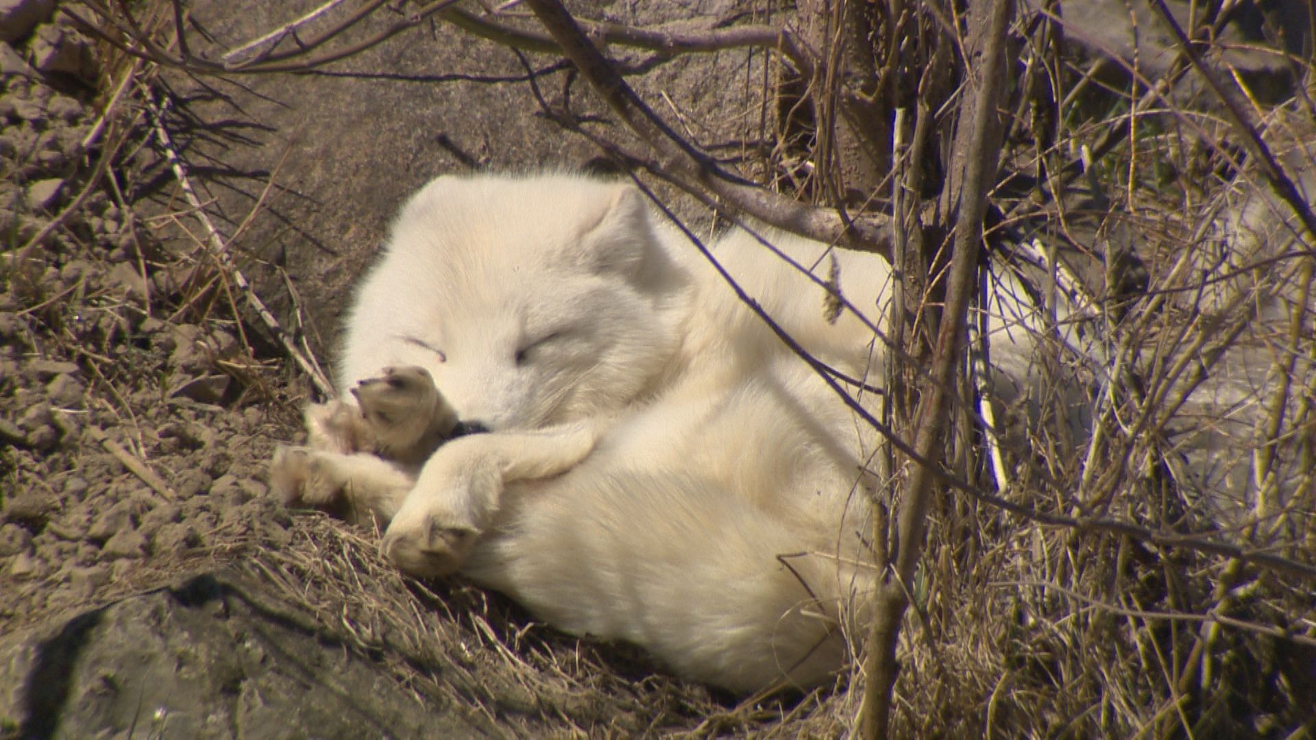 Hundreds of families flock to Montreal’s Ecomuseum Zoo for annual Easter tradition