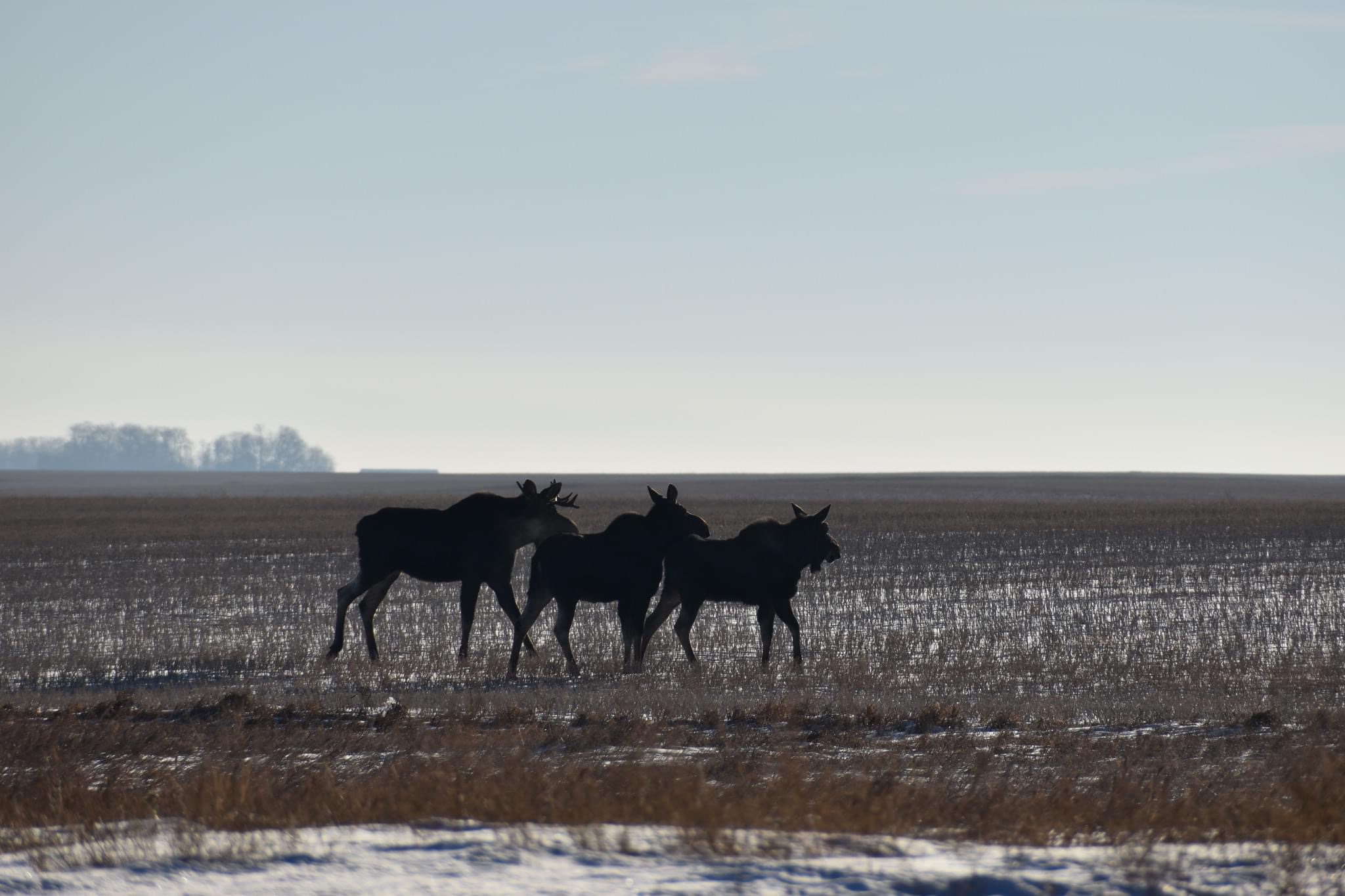 Your Saskatchewan Photo Of The Day March 2024 Globalnews Ca   Friday Su Rosher Near Clavet SK 