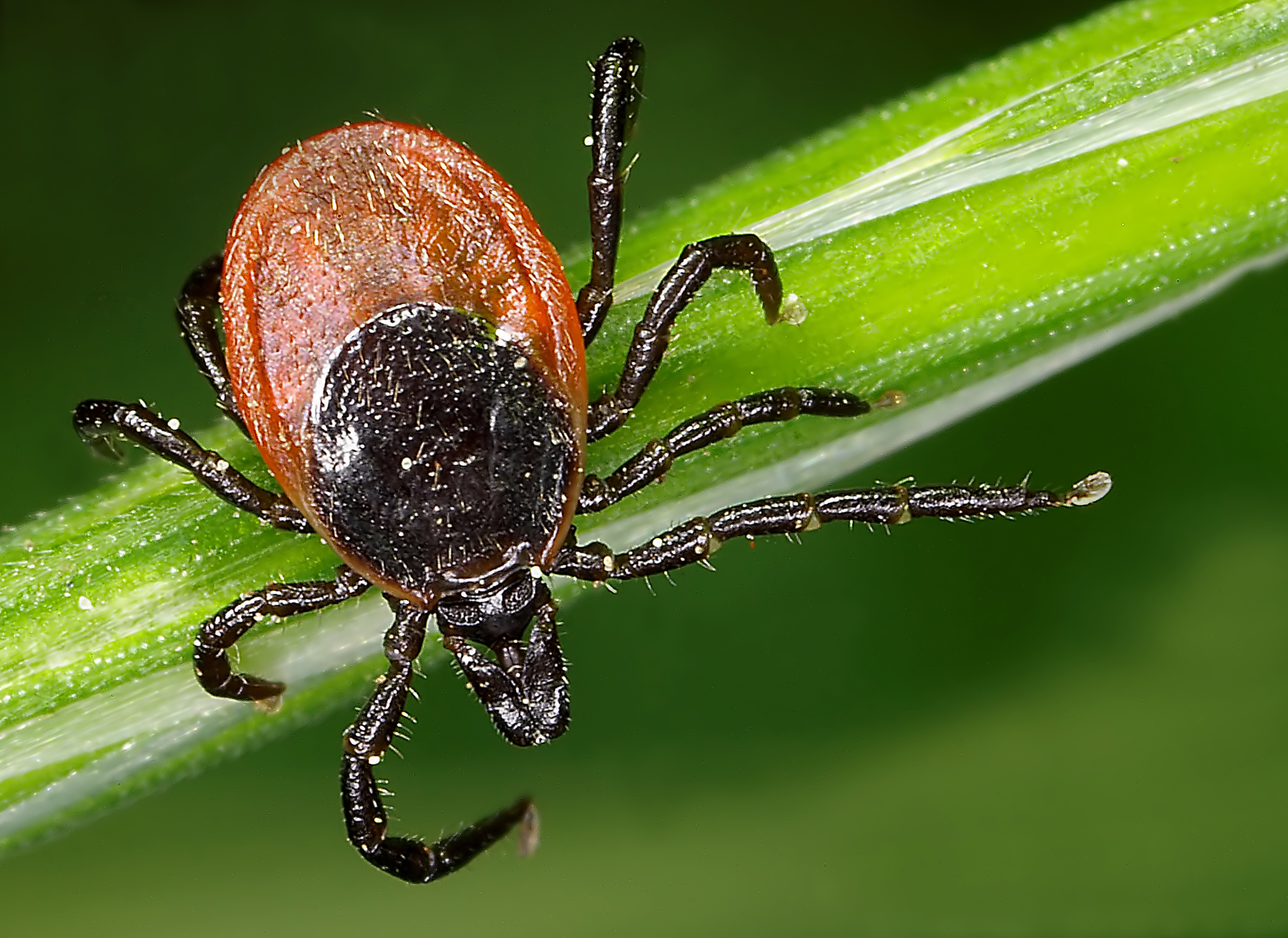 Lyme disease cases are rising. We don’t have a vaccine — but we used to